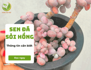sen da soi hong