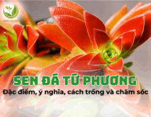 sen da tu phuong 1