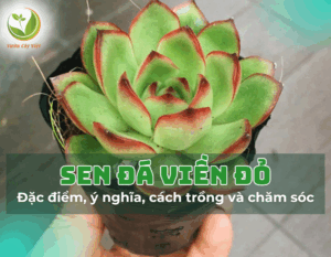 sen da vien do