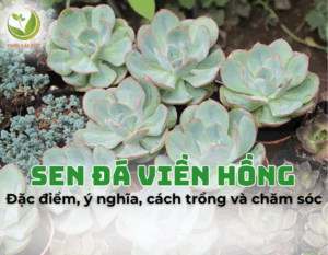 sen da vien hong