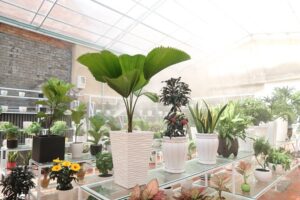 tham-quan-showroom-vuon-cay-viet-trung-tam-cay-canh-tp-hcm