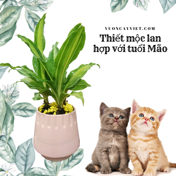 Thiet-moc-lan-hop-voi-tuoi-Mao.png