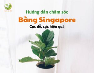 thumnail bang singapore
