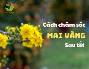 thumnail cach cham soc mai vang sau tet 1