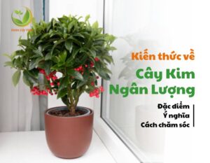 thumnail cay kim ngan luong