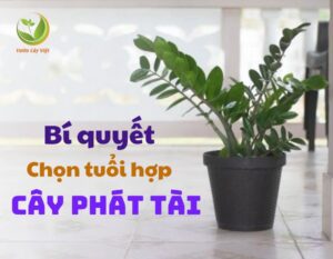 thumnail cay phat tai
