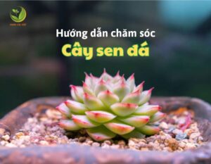 thumnail-cay-sen-da
