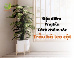 thumnail cay trau ba leo cot