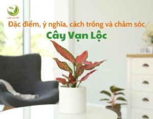 thumnail cay van loc