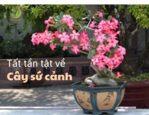 thumnail hoa su canh