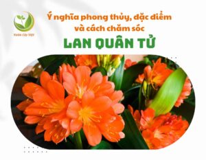 thumnail lan quan tu