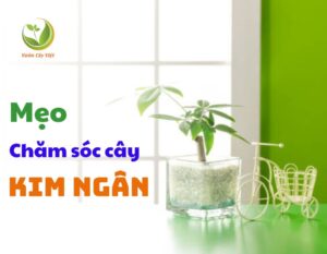 thumnail meo cham soc cay kim ngan