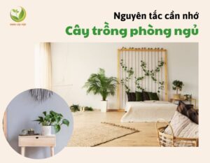 thumnail trong cay trong phong ngu