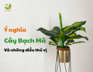 thumnail y nghia cay bach ma hoang tu