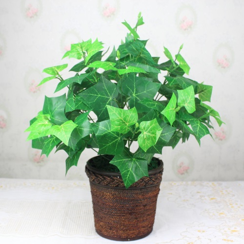 thuong-xuan.jpg