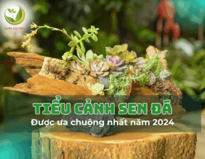 tieu-canh-sen-da