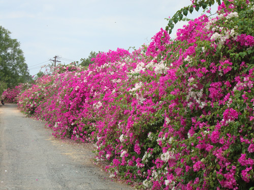 to-diem-san-vuon-bang-nhung-loai-cay-trong-hang-rao-tuyet-dep-1.jpg