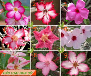 tong-hop-cac-loai-hoa-su-pho-bien-nhat