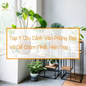 top-11-cay-canh-van-phong-dep-va-de-cham-nhat