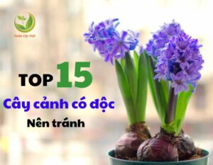 top 15 cay canh co doc