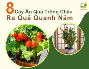 top 8 cay an qua de cham soc ra qua quanh nam