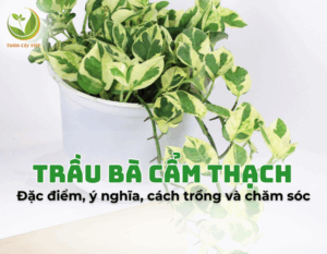 trau ba cam thach