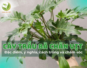 trau ba chan vit