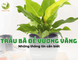 trau-ba-de-vuong-vang
