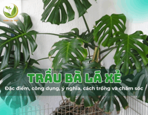 trau ba la xe