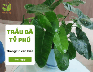 trau ba ty phu