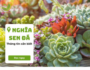 y-nghia-sen-da